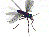 mosquito4.gif