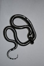 snakes 008.JPG