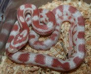 46 Female Candy Cane in shed.jpg