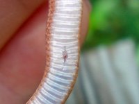 Baby L Fire Stripe First Shed-3.jpg