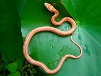 Baby L Fire Stripe First Shed-4.jpg