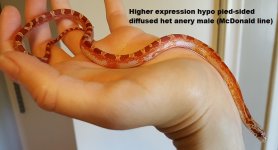 high hypo pied male right side.jpg