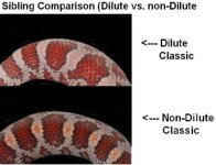 00 Dilute Comparison - Classic Sib.jpg