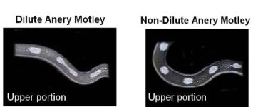00 Comparison with Dilute - Anery Motley.jpg