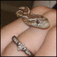 sneaky snake