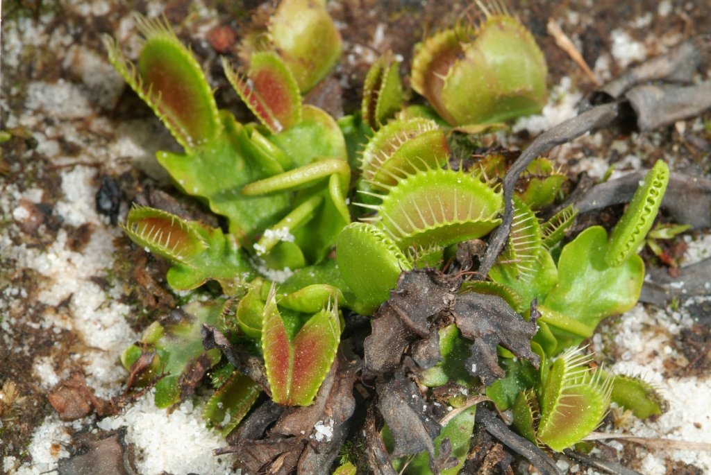 VFT_03_2015_05.jpg