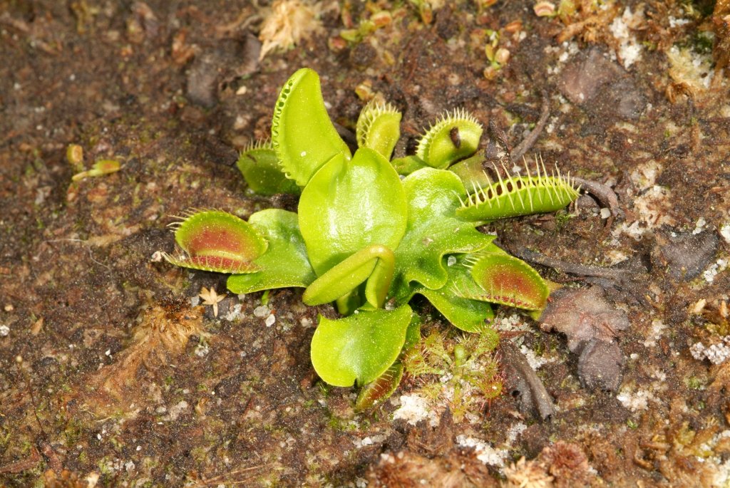 VFT_03_2015_07.jpg