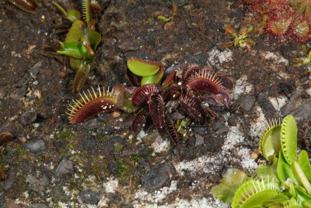 VFT_03_2015_09.jpg