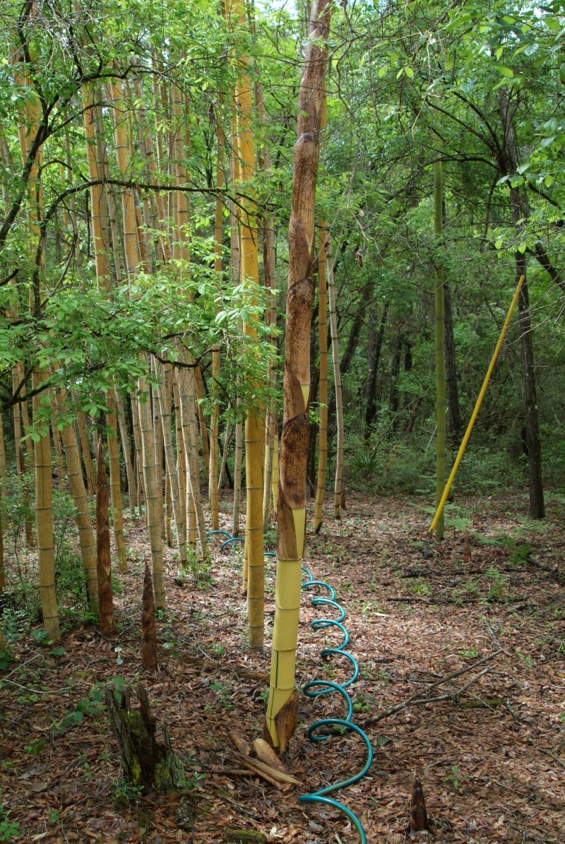 bamboo_042014_01.jpg