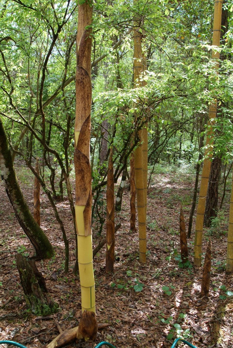 bamboo_042014_02.jpg