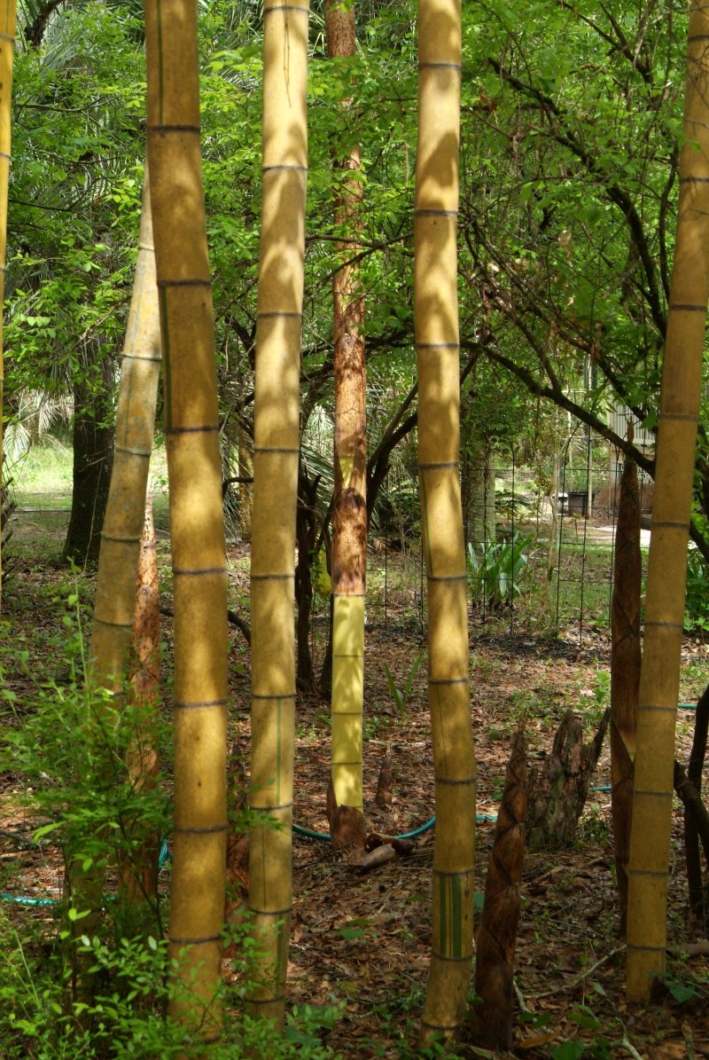 bamboo_042014_03.jpg
