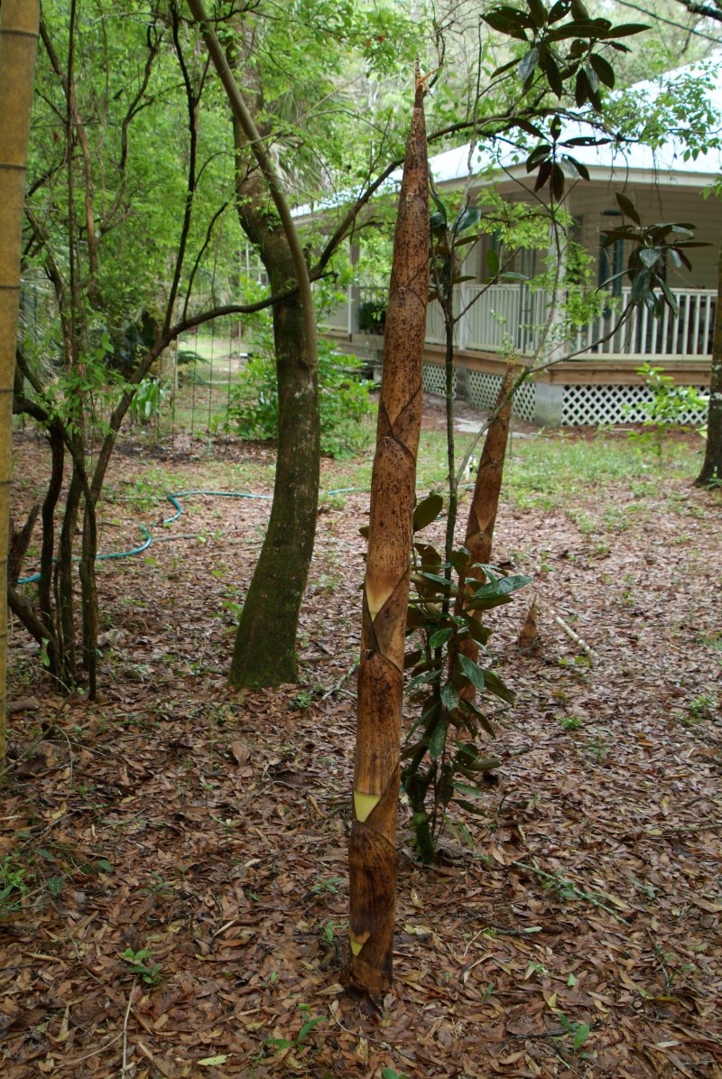 bamboo_042014_04.jpg