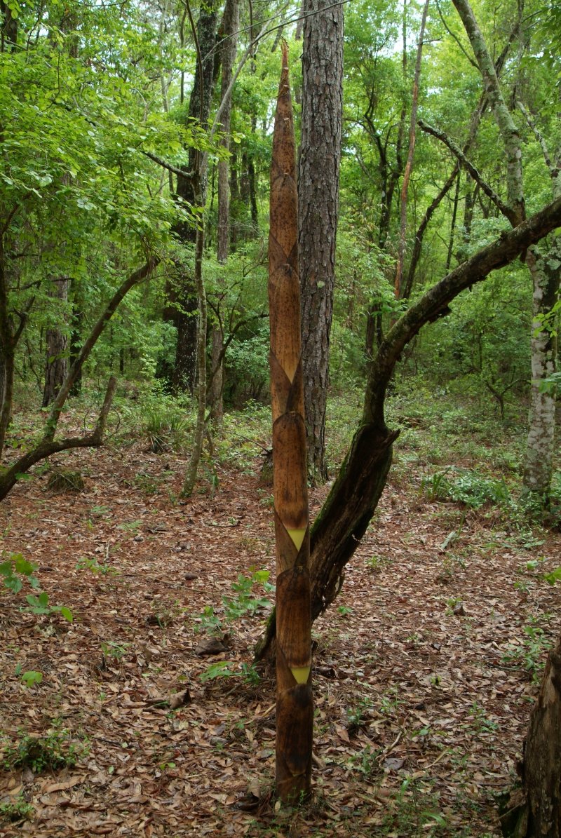 bamboo_042014_05.jpg
