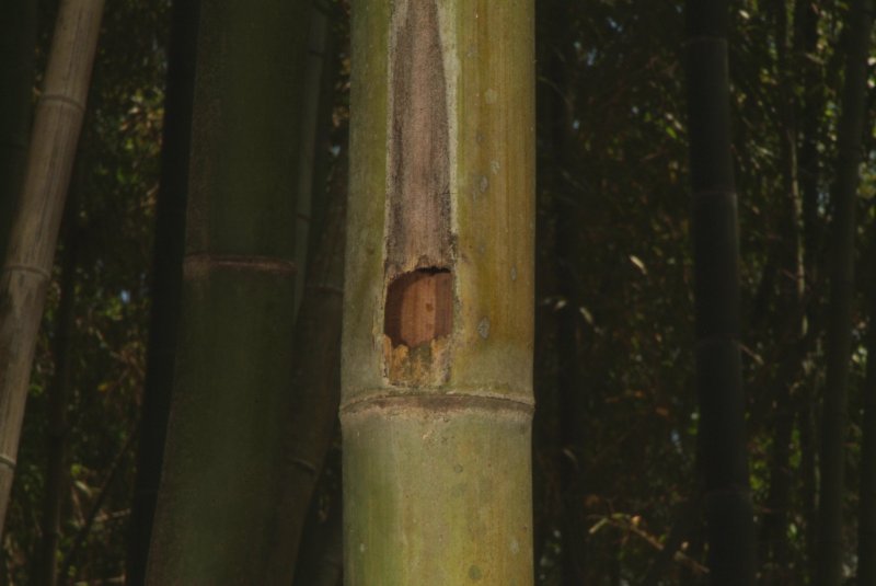 bamboo_04242014_01.jpg