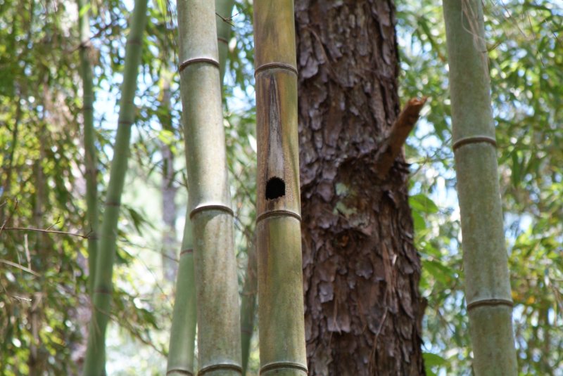 bamboo_04242014_02.jpg