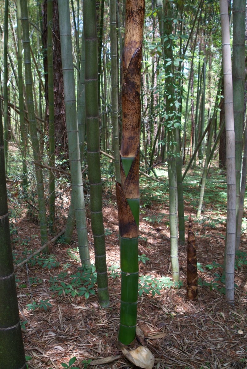bamboo_04242014_04.jpg