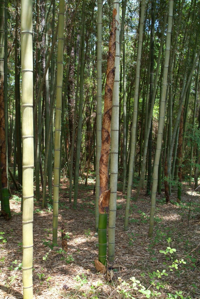 bamboo_04242014_05.jpg
