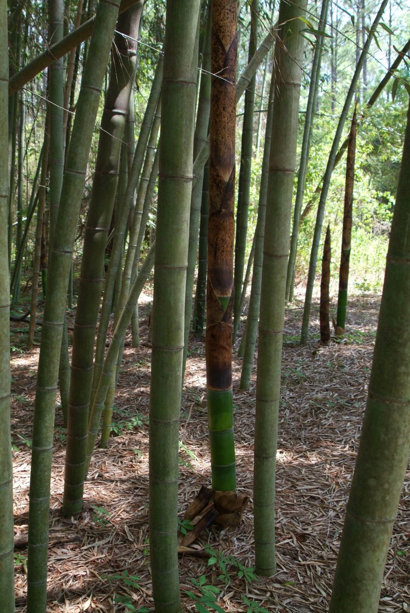 bamboo_04242014_06.jpg