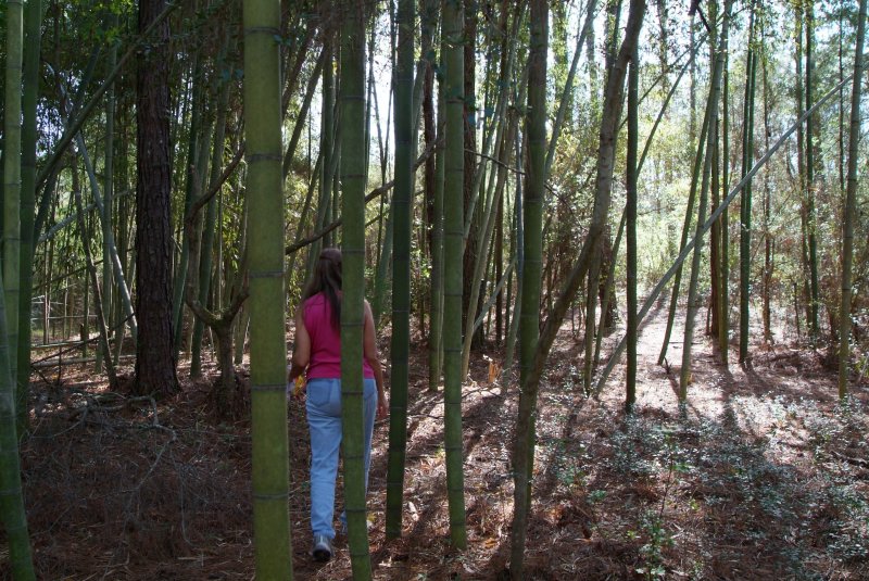 bamboo_2013_01.jpg