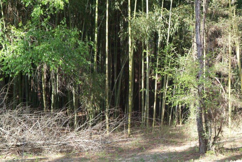 bamboo_2013_02.jpg