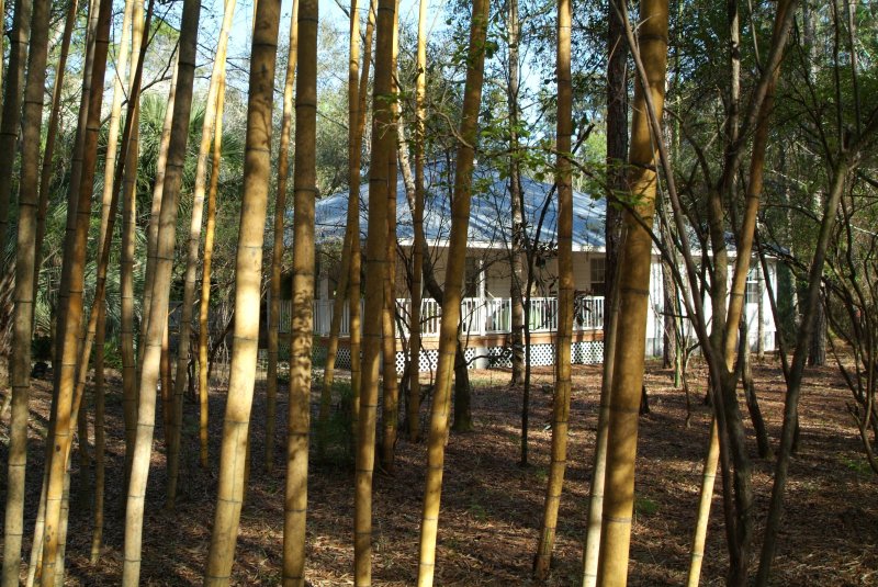 bamboo_2013_03.jpg