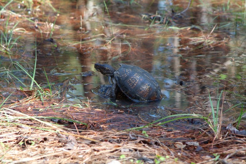 box_turtle_2013_01.jpg