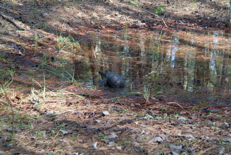 box_turtle_2013_02.jpg