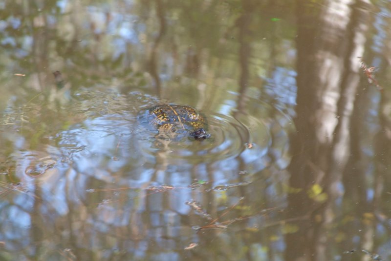 box_turtle_2013_03.jpg