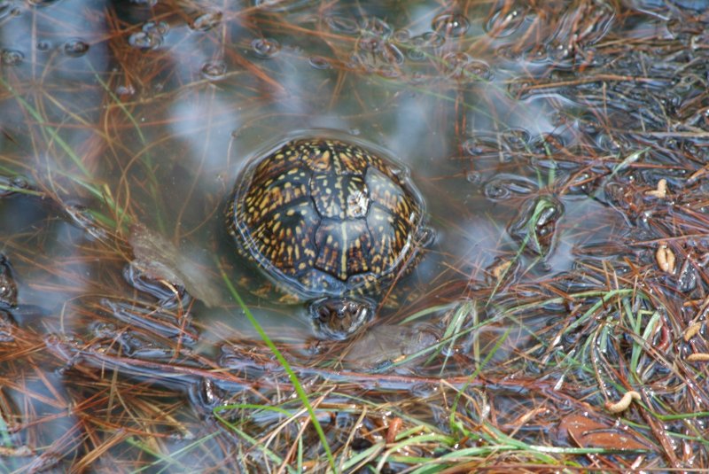 box_turtle_2013_04.jpg
