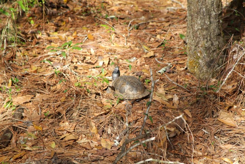 box_turtle_2013_06.jpg