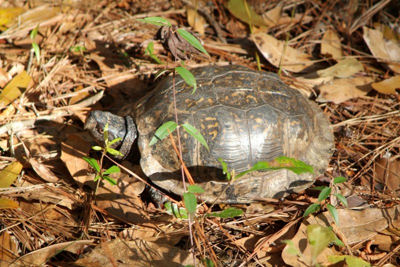 box_turtle_2013_07.jpg
