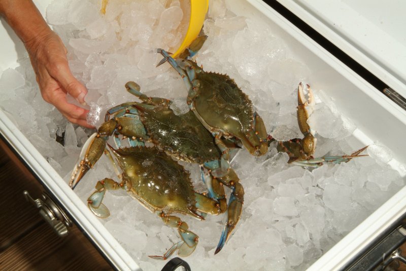 crabs_07_2014_01.jpg