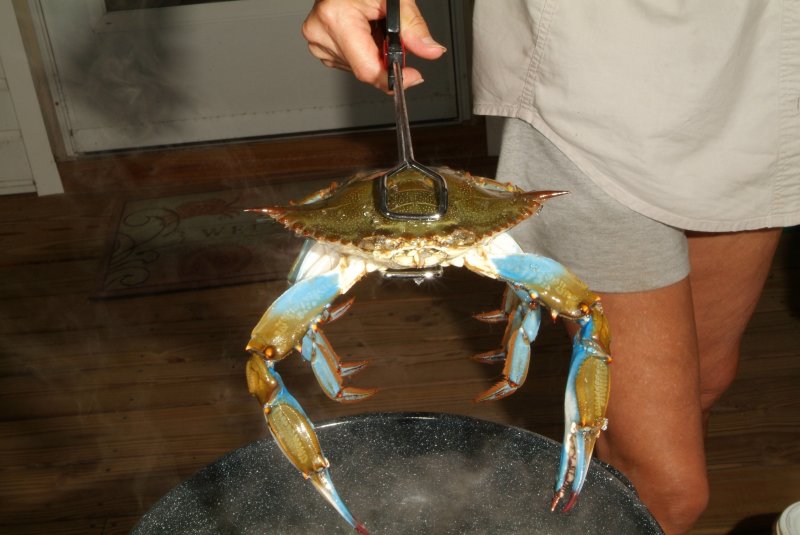 crabs_07_2014_03.jpg