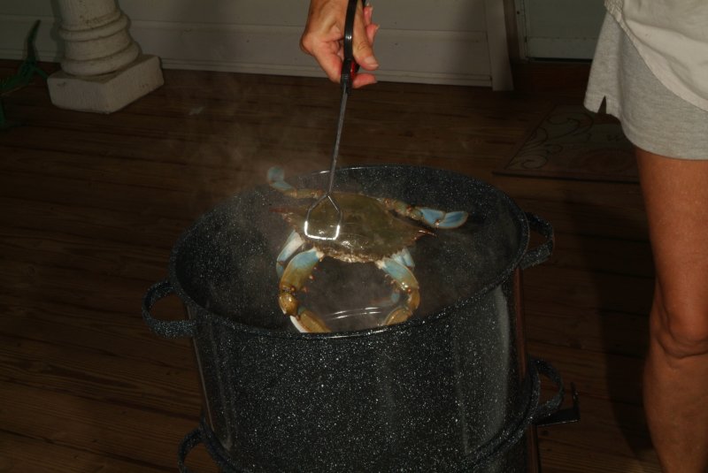 crabs_07_2014_04.jpg