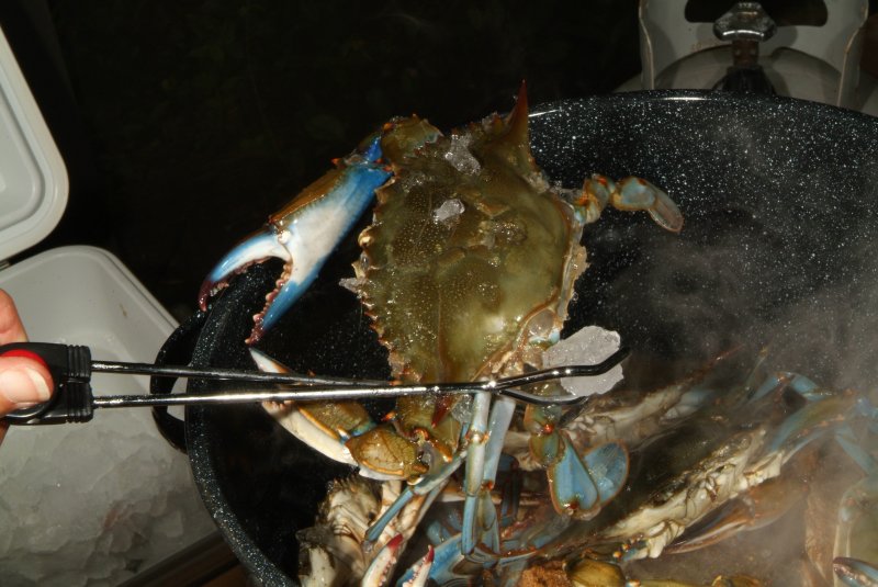 crabs_07_2014_05.jpg