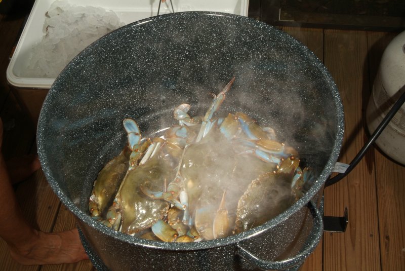 crabs_07_2014_06.jpg