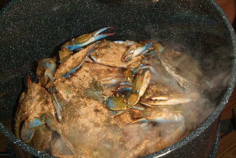 crabs_07_2014_07.jpg