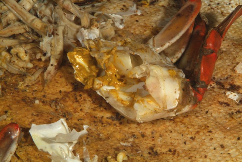 crabs_07_2014_09.jpg
