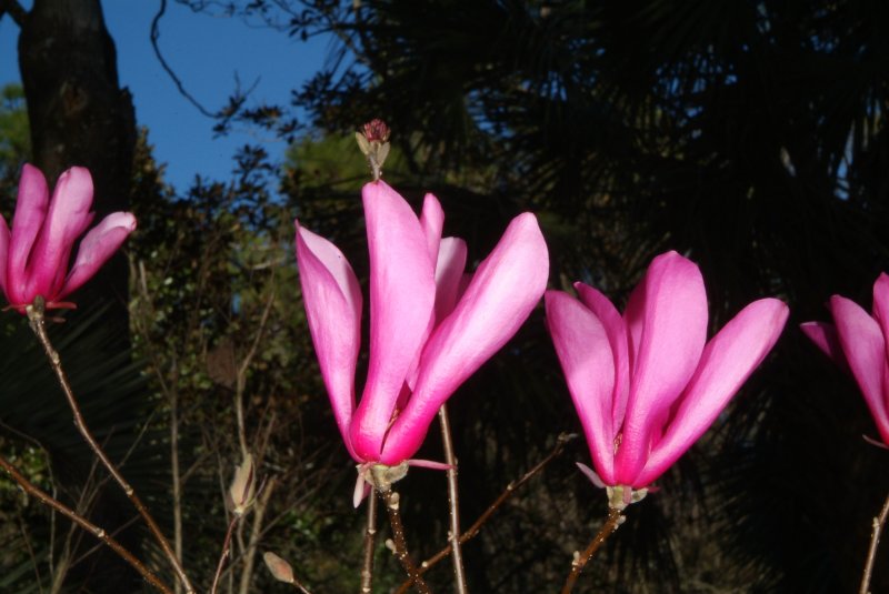 flowers_2015_01.jpg