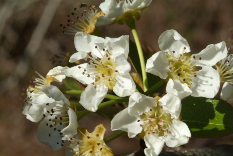 flowers_2015_02.jpg