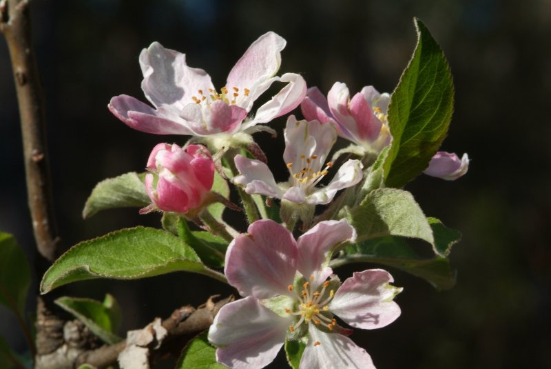 flowers_2015_03.jpg