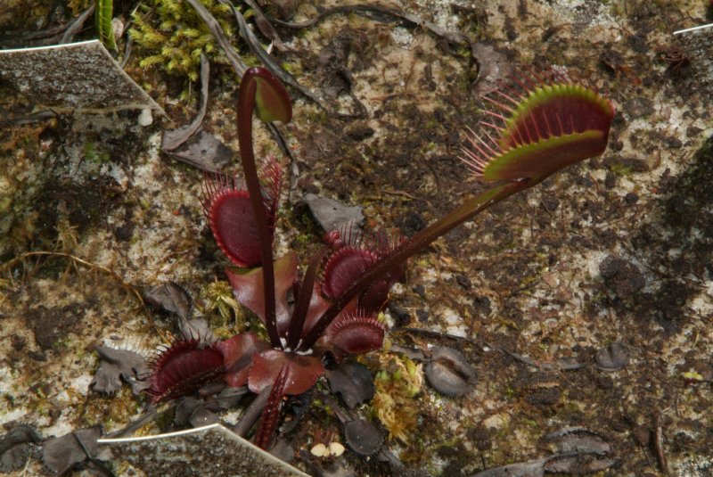 flytrap_04232014_01.jpg