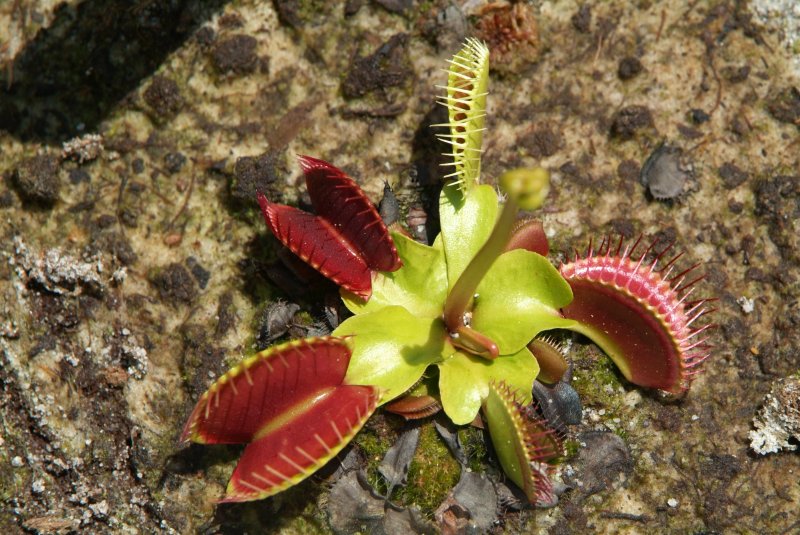 flytrap_04232014_02.jpg