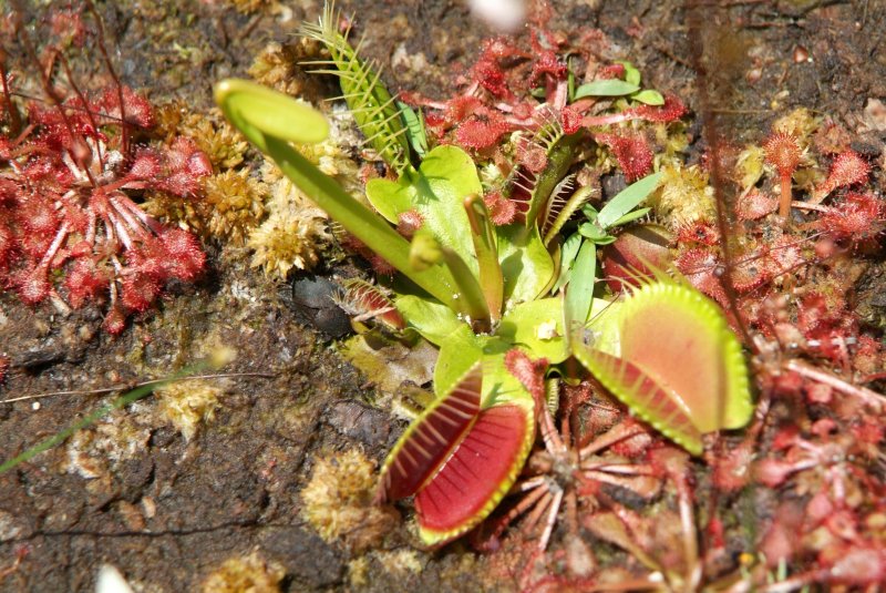 flytrap_04232014_03.jpg
