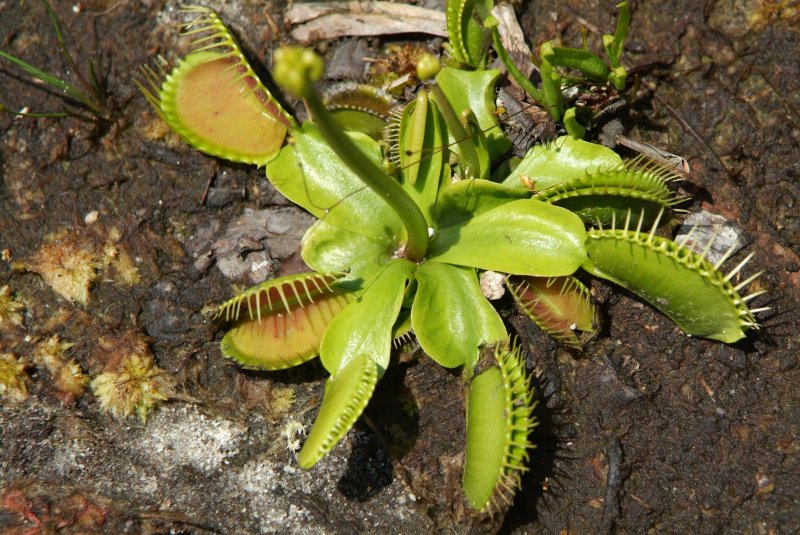 flytrap_04232014_04.jpg