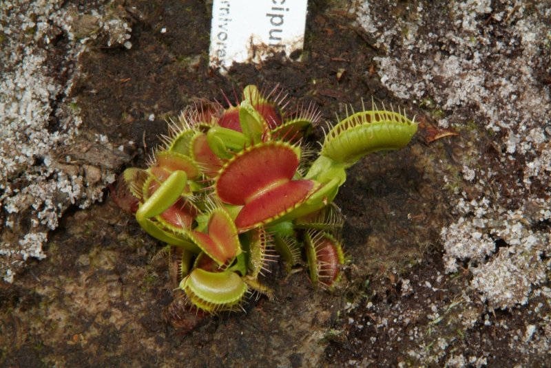 flytrap_04232014_05.jpg