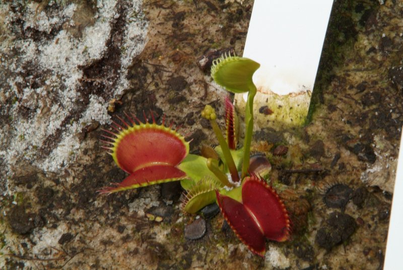 flytrap_04232014_06.jpg