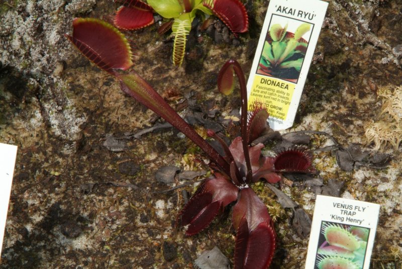 flytrap_04232014_07.jpg
