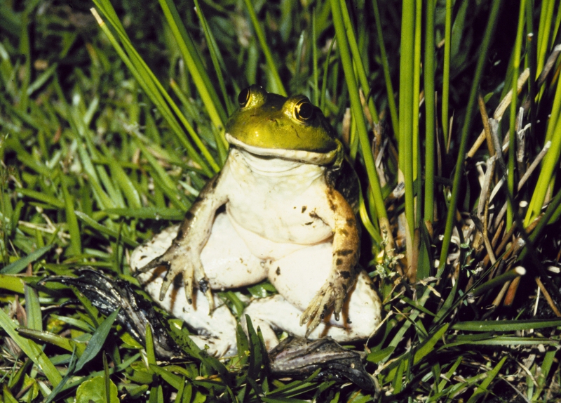 frog01.jpg