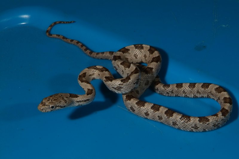 gray_rat_snake_30.jpg